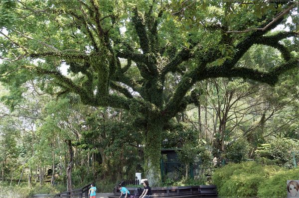 士林官邸：[閃點]台北 士林官邸~好花好樹好放閃