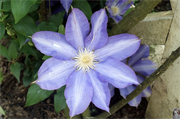 士林官邸：[閃點]台北 士林官邸~好花好樹好放閃