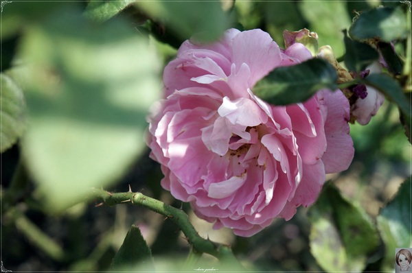 士林官邸：[閃點]台北 士林官邸~好花好樹好放閃