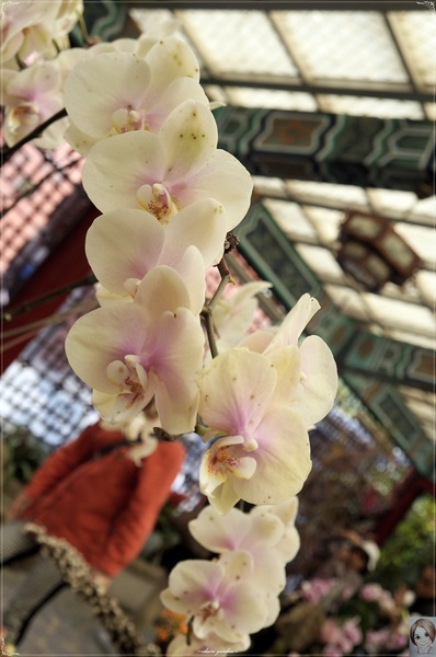 士林官邸：[閃點]台北 士林官邸~好花好樹好放閃