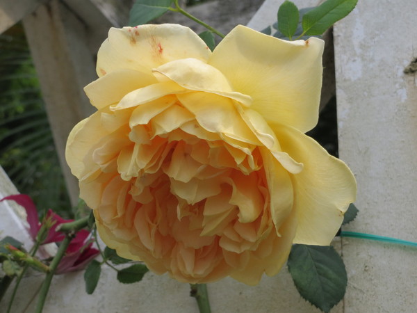 士林官邸:"士林官邸":奼紫嫣紅賞花趣