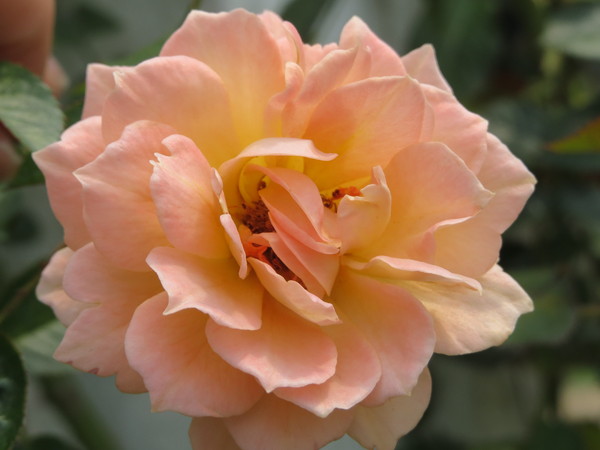 士林官邸:"士林官邸":奼紫嫣紅賞花趣