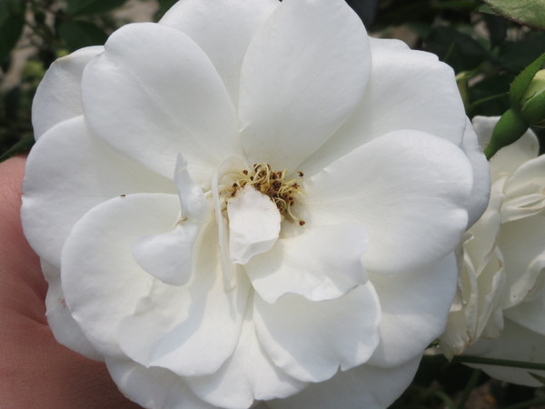 士林官邸:"士林官邸":奼紫嫣紅賞花趣