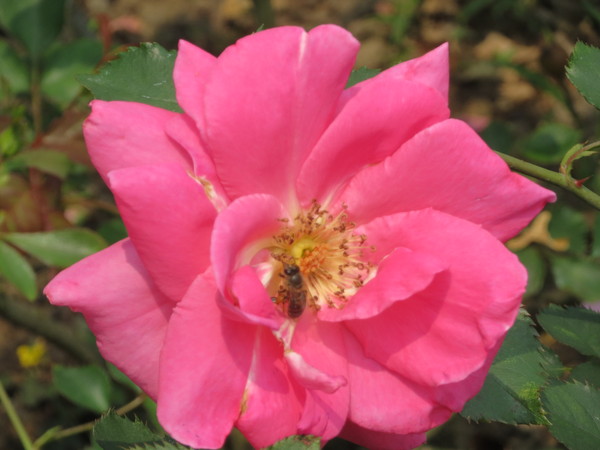 士林官邸:"士林官邸":奼紫嫣紅賞花趣