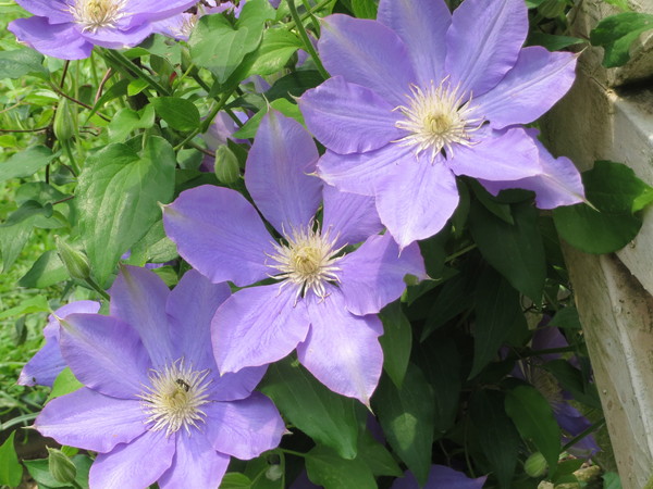 士林官邸:"士林官邸":奼紫嫣紅賞花趣