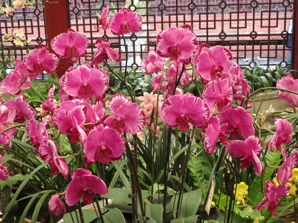 士林官邸:"士林官邸":奼紫嫣紅賞花趣