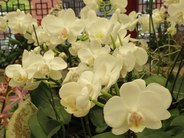 士林官邸:"士林官邸":奼紫嫣紅賞花趣