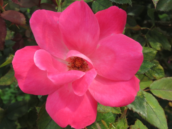 士林官邸:"士林官邸":奼紫嫣紅賞花趣