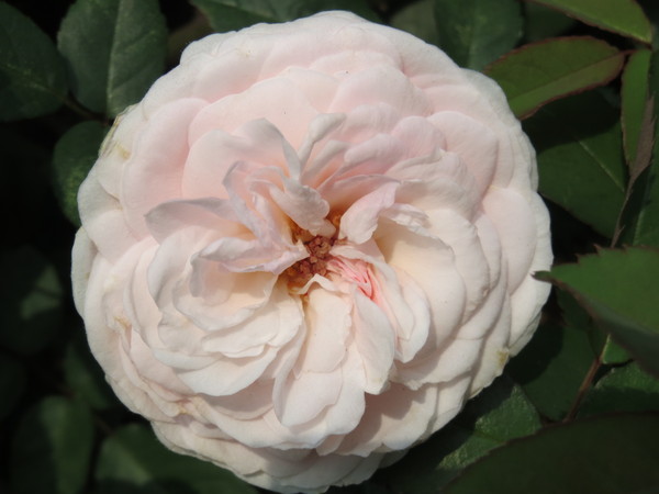 士林官邸:"士林官邸":奼紫嫣紅賞花趣