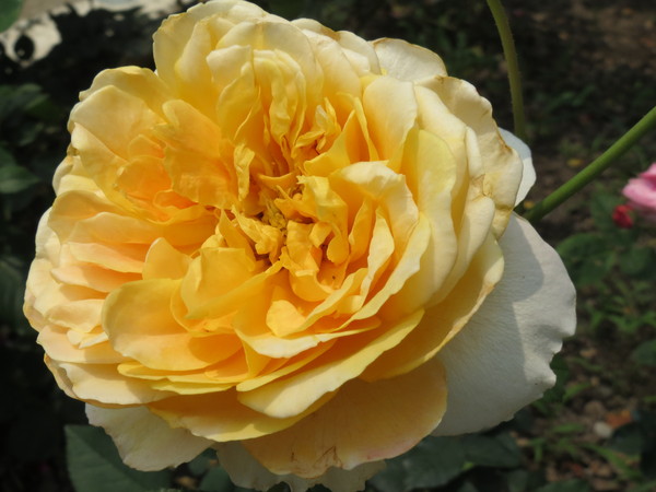 士林官邸:"士林官邸":奼紫嫣紅賞花趣