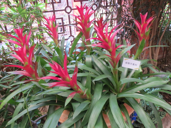 士林官邸:"士林官邸":奼紫嫣紅賞花趣