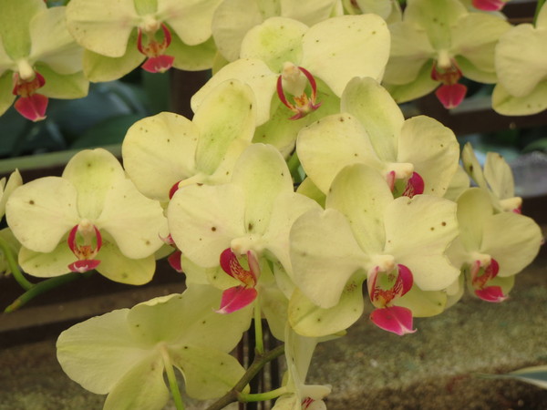 士林官邸:"士林官邸":奼紫嫣紅賞花趣