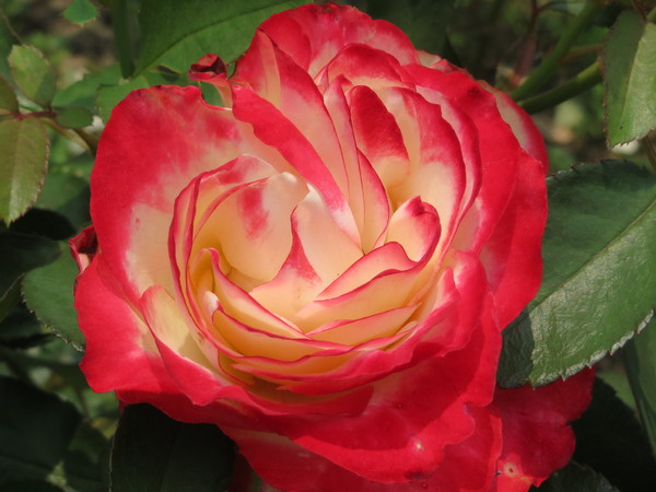 士林官邸:"士林官邸":奼紫嫣紅賞花趣