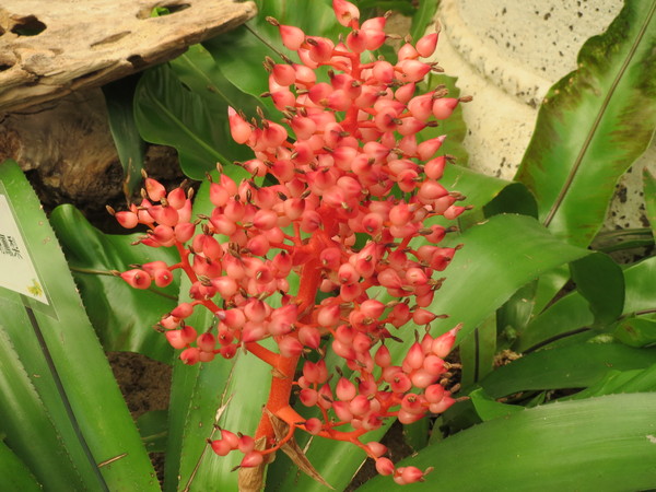 士林官邸:"士林官邸":奼紫嫣紅賞花趣