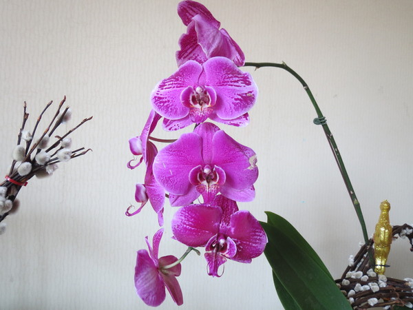 士林官邸:"士林官邸":奼紫嫣紅賞花趣