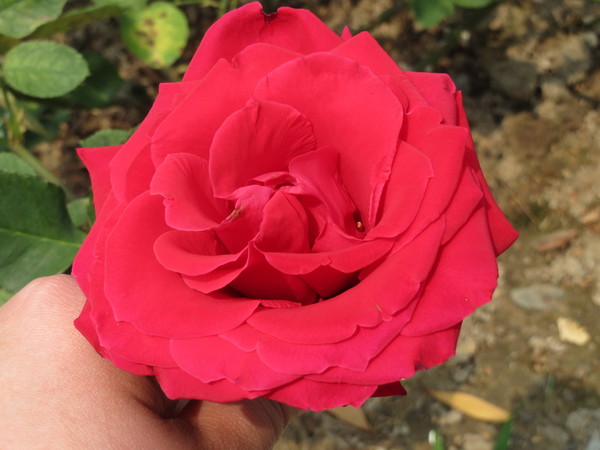 士林官邸:"士林官邸":奼紫嫣紅賞花趣