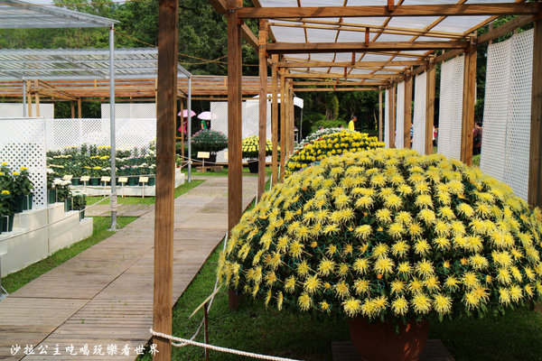 菊世聞名：2016士林官邸菊展『菊世聞名』捷運士林站