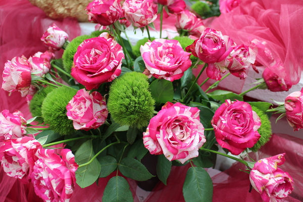 2015玫瑰花展：春日微旅行「2015玫瑰花展」(4/1~4/12)士林官邸/士林捷運站