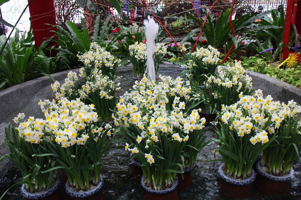 士林官邸:士林官邸『園藝展覽館』士林捷運站/水仙花/落羽松