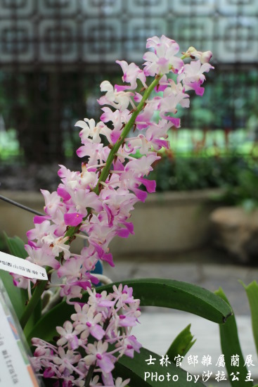 雜屬蘭展：士林官邸雜屬蘭展(6/15前)