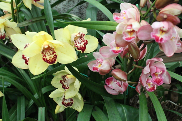 春節花卉展:士林官邸『春節花卉展』士林捷運站/新蘭亭