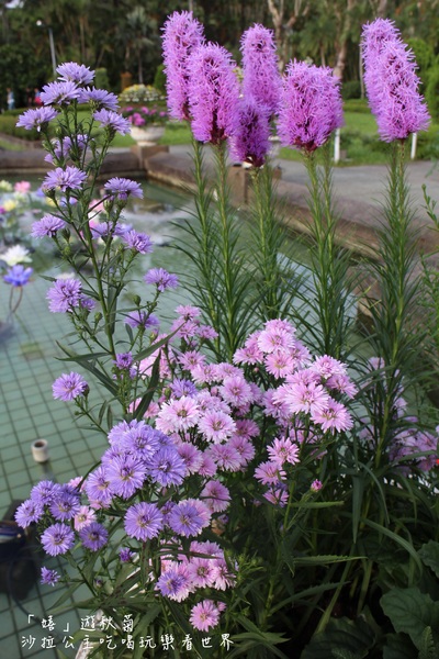 2015士林官邸菊花展：2015士林官邸菊花展『嬉遊秋菊』內含士林、劍潭捷運站週邊美食