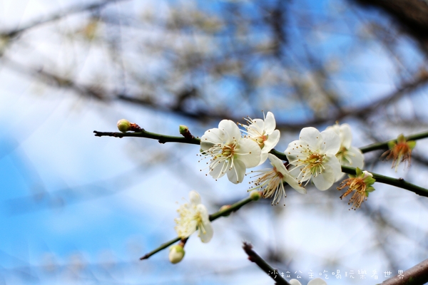 2016樂活熊城市嘉年華：台北免費展覽『2015樂活熊城市嘉年華』士林官邸賞梅/落羽松/士林捷運站
