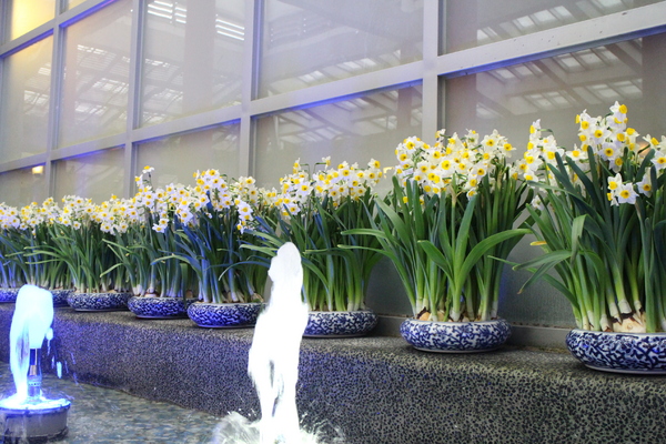 士林官邸:士林官邸『園藝展覽館』士林捷運站/水仙花/落羽松