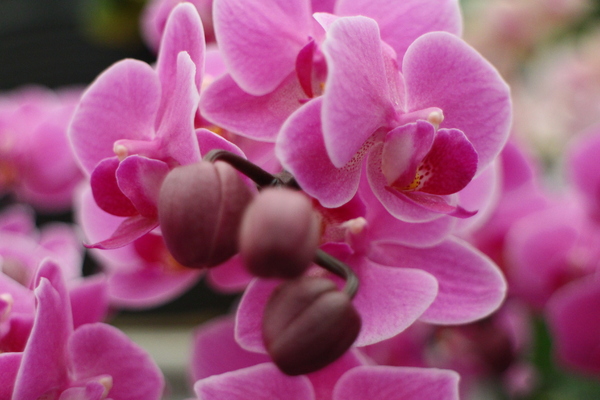 春節花卉展:士林官邸『春節花卉展』士林捷運站/新蘭亭