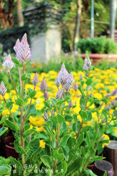 2015士林官邸菊花展：2015士林官邸菊花展『嬉遊秋菊』內含士林、劍潭捷運站週邊美食