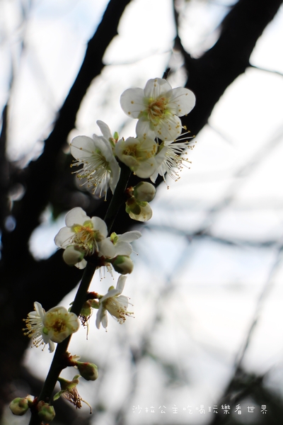 2016樂活熊城市嘉年華：台北免費展覽『2015樂活熊城市嘉年華』士林官邸賞梅/落羽松/士林捷運站