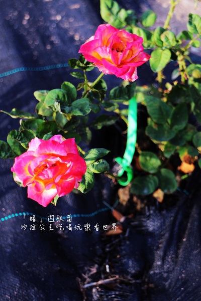 2015士林官邸菊花展：2015士林官邸菊花展『嬉遊秋菊』內含士林、劍潭捷運站週邊美食