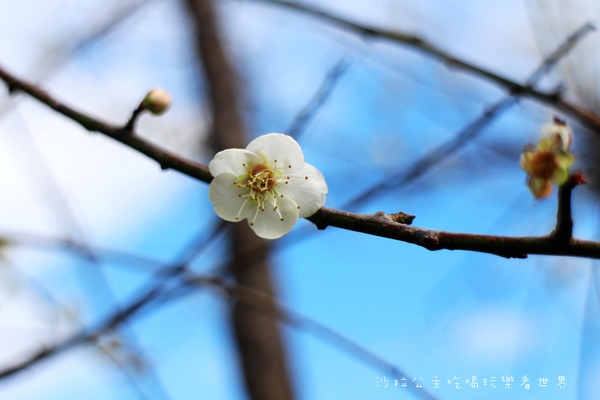 2016樂活熊城市嘉年華：台北免費展覽『2015樂活熊城市嘉年華』士林官邸賞梅/落羽松/士林捷運站