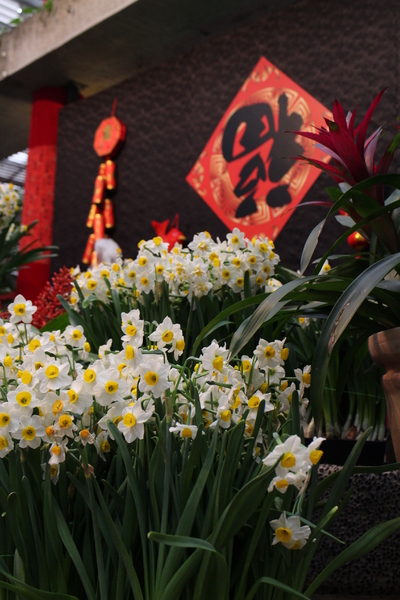 士林官邸:士林官邸『園藝展覽館』士林捷運站/水仙花/落羽松