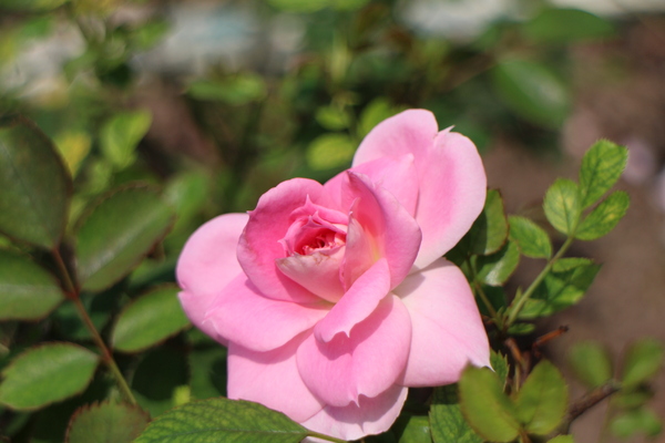 2015玫瑰花展：春日微旅行「2015玫瑰花展」(4/1~4/12)士林官邸/士林捷運站