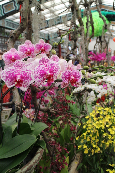 春節花卉展:士林官邸『春節花卉展』士林捷運站/新蘭亭