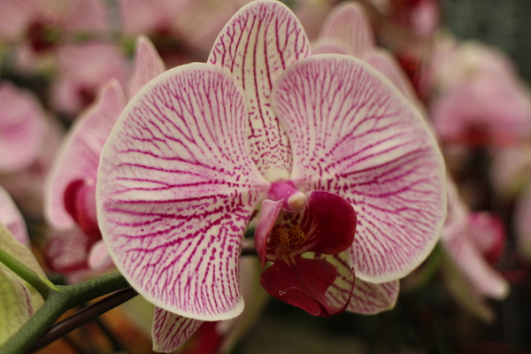 春節花卉展:士林官邸『春節花卉展』士林捷運站/新蘭亭