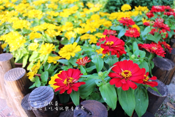 2015士林官邸菊花展：2015士林官邸菊花展『嬉遊秋菊』內含士林、劍潭捷運站週邊美食