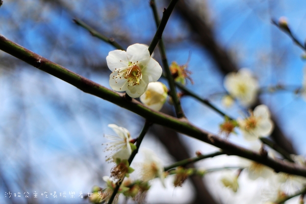 2016樂活熊城市嘉年華：台北免費展覽『2015樂活熊城市嘉年華』士林官邸賞梅/落羽松/士林捷運站