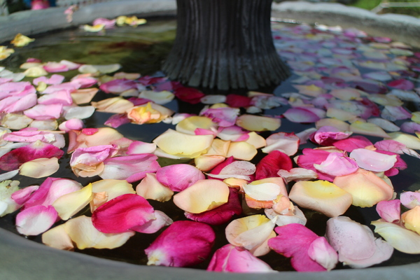 2015玫瑰花展：春日微旅行「2015玫瑰花展」(4/1~4/12)士林官邸/士林捷運站