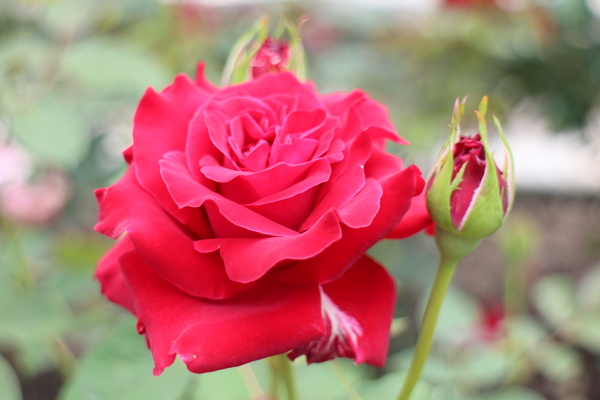 2015玫瑰花展：春日微旅行「2015玫瑰花展」(4/1~4/12)士林官邸/士林捷運站