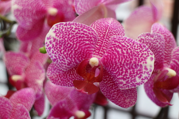 春節花卉展:士林官邸『春節花卉展』士林捷運站/新蘭亭