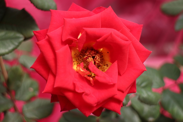 2015玫瑰花展：春日微旅行「2015玫瑰花展」(4/1~4/12)士林官邸/士林捷運站