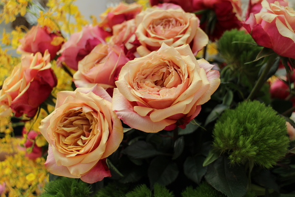 2015玫瑰花展：春日微旅行「2015玫瑰花展」(4/1~4/12)士林官邸/士林捷運站