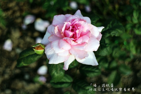 2015士林官邸菊花展：2015士林官邸菊花展『嬉遊秋菊』內含士林、劍潭捷運站週邊美食