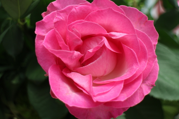 2015玫瑰花展：春日微旅行「2015玫瑰花展」(4/1~4/12)士林官邸/士林捷運站