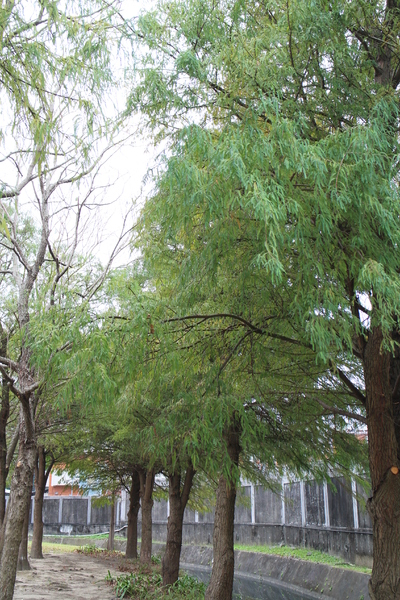 士林官邸:士林官邸『園藝展覽館』士林捷運站/水仙花/落羽松