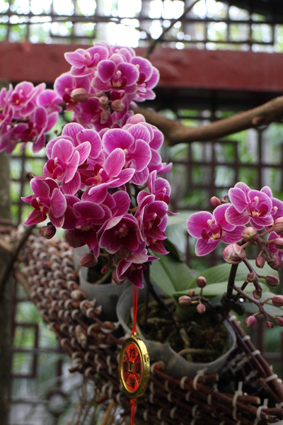 春節花卉展:士林官邸『春節花卉展』士林捷運站/新蘭亭