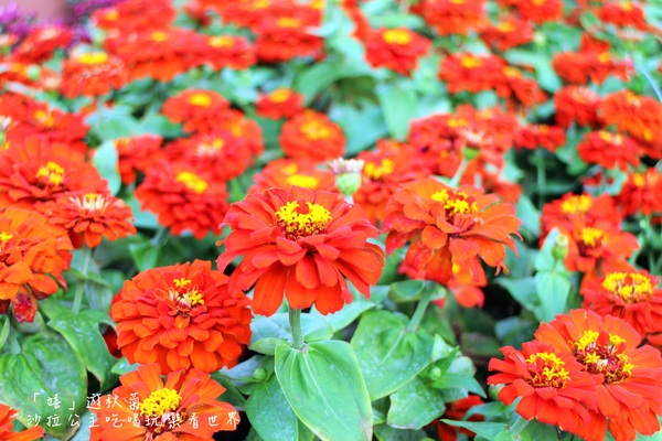 2015士林官邸菊花展：2015士林官邸菊花展『嬉遊秋菊』內含士林、劍潭捷運站週邊美食