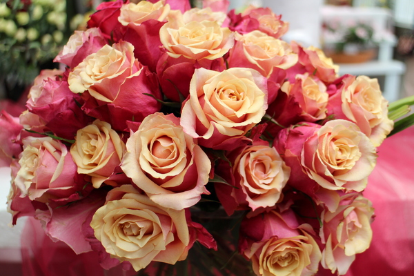 2015玫瑰花展：春日微旅行「2015玫瑰花展」(4/1~4/12)士林官邸/士林捷運站